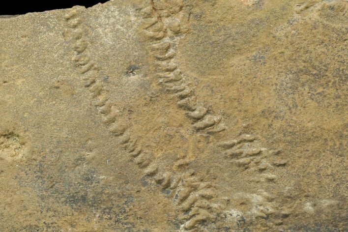 Cruziana (Fossil Trilobite Trackway) - Morocco #118354